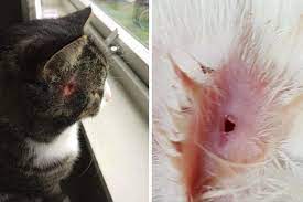 Tar hodet i et javs. Hasvik Nyheter Kaizer Og En Annen Katt Kom Hjem Med Dypt Og Blodende Hull I Hodet