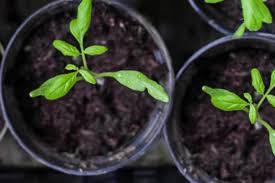 Container gardens are becoming more popular as gardens become smaller. Vegetable Container Gardening For Beginners