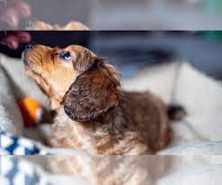 We did not find results for: Dachshund Puppies For Sale Near Des Moines Iowa Usa Page 1 10 Per Page Puppyfinder Com