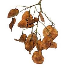 Image result for Pterocarpus lucens
