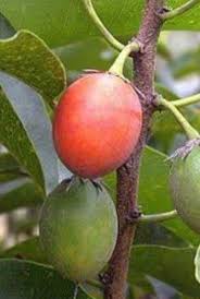 Image result for Mimusops elengi