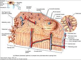 Human gross anatomy study | humandiagram.info. Compact Bone Tissue Osteon Diagram 5 Bone Tissue At Brown Mackie University Studyblue Skeletal System Anatomy Anatomy And Physiology Anatomy Bones