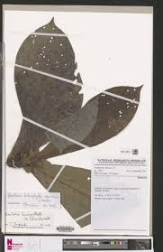 Image result for Bertiera aethiopica