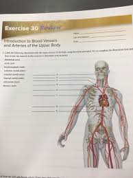 The jugular veins are the major veins of the neck. Solved Exercise 30 Review Name Lab Time Section Date Int Chegg Com