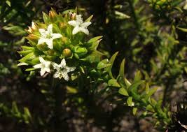 Image result for Thesium singulare