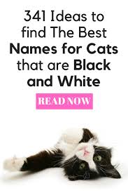 Black And White Names For Cats 341 Ideas To Find The Best Names For Cats That Are Black And White Cool Names Black And White Black