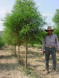 Image result for Autumn Gold Light 1983 Caloric