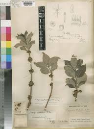 Image result for Fadogia ancylantha