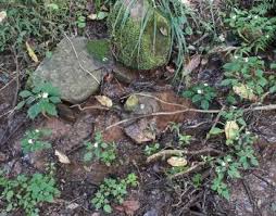 Image result for Impatiens hochstetteri