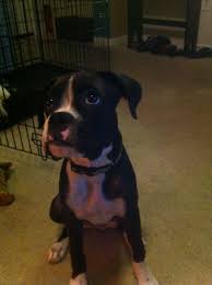 My Black Boxer Dog Gaia This Looks Like My Baby
