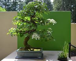 Lastly, some people defoliate a tree in the summer. Hydrangea Bonsai Colorado Rocky Mountain Bonsai Suiseki