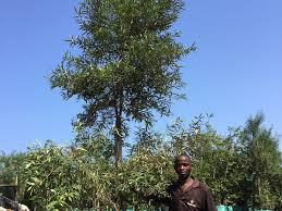 Image result for Buddleja saligna