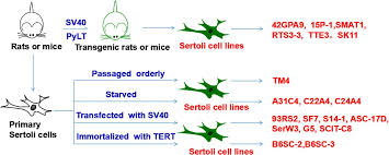 Transfection of animal cell lines. Establishment And Applications Of Male Germ Cell And Sertoli Cell Lines In Reproduction Volume 152 Issue 2 2016