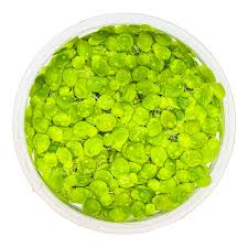 Image result for Spirodela polyrrhiza