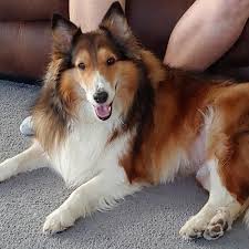 We did not find results for: Home Almost Home Dog Rescue Of Ohio Rescue Dogs Dogs Sheltie Dogs
