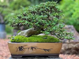 Image result for Premna
