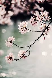 Cherry Blossom Bahar Resimler Sakura