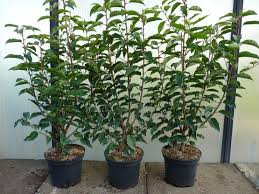 Prunus lusitanica 'angustifolia') ist eine wunderbare heckenpflanze mit einer luxuriösen ausstrahlung. Heckenpflanzen Portugiesischer Kirschlorbeer Angustifolia Je 12 99
