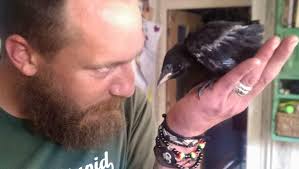 Meet Cornelius: The friendly jackdaw causing a flap
