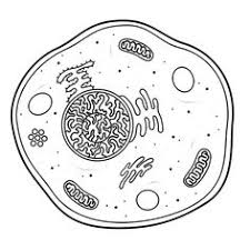 Apart from encapsulating cell contents, the plasma membrane also plays a vital role in regulating the movement of substances in and out of the cell. 9 Animal Cell Drawing Ideas Animal Cell Drawing Animal Cell Science Drawing