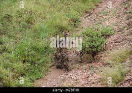 Image result for Centemopsis kirkii