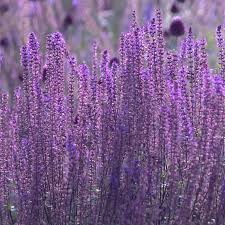 Image result for perovskia atriplicifolia 'little spire'