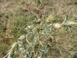 Image result for Dicoma