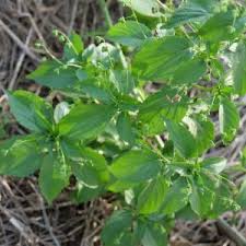 Image result for Micrococca mercurialis