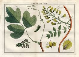 Image result for Dolichos trilobus