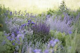 Blue Catmint And Salvia Love The Two Color Scheme Adding White And Yellow For The Sloped Area Garten Hortensien Garten Garten Pflanzen