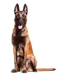 In addition to the core obedience training, your dog will learn one of the following behaviors of your choosing: Highland Canine Training Professional Dog Training Solutions