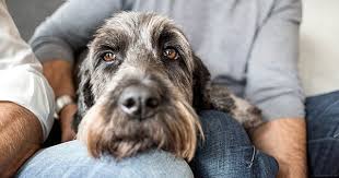 Before you begin treating a dog with separation anxiety, you should first rule out any medical problems, like arthritis pain or if dog separation anxiety at night happens all of a sudden, he says, take your dog to the veterinarian for a checkup. 25 Must Have Items For Dogs With Separation Anxiety Purewow