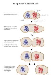 When placed on a tissue culture dish, they proliferate until the surface of the dish is covered by a single layer of cells just touching each other. Cell Division I Biology Visionlearning