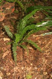 Image result for Asplenium lunulatum