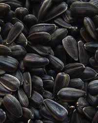 Our sunflower seeds produce huge flowers that are pollen free with a variety of radiant colors while in bloom. Dark Oil Sunflower Seeds Brown S