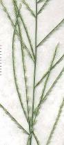 Image result for Leptochloa panicea