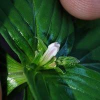 Image result for Spigelia anthelmia