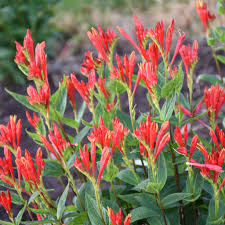 Image result for Spigelia