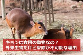 キョンは食用の動物なの 外来生物だけど駆除が不可能な理由は 生物モラトリアム