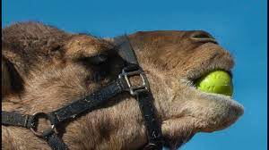 How camels eat cactus without getting hurt. Camels Vs Cactus Eating A Prickly Pear Cactus With 6 Inch Needles The Kid Should See This