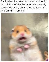 Pin On Memes