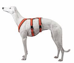 sicherheitsgeschirr hunde impressionen sicherheitsgeschirr hund sicherheitsgeschirr angstlicher hund