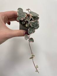 Image result for Ceropegia albipilosa