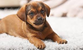 This carpet rake is high performing and a good choice for the money. 5 Great Rugs For Homes With Dogs Canine Compatible Carpet