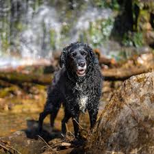 Image result for curly coated retrívr