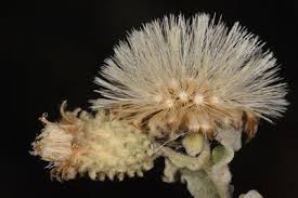 Image result for Distephanus divaricatus