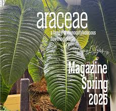 Image result for Araceae