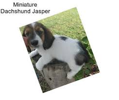 Dachshund Dogs For Sale In Arizona Agriseek Com