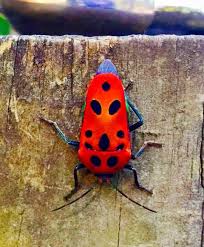 The latin longimanus of the species name refers to the. Harlequin Bugs Facts And Photos