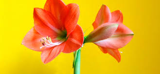 Ähnlich, was macht man mit einer amaryllis wenn sie verblüht ist? Fragen Und Antworten Zur Amaryllis Pflege Parzelle94 De
